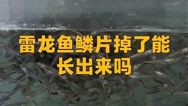 龍魚拔鱗后需要多久的恢復期