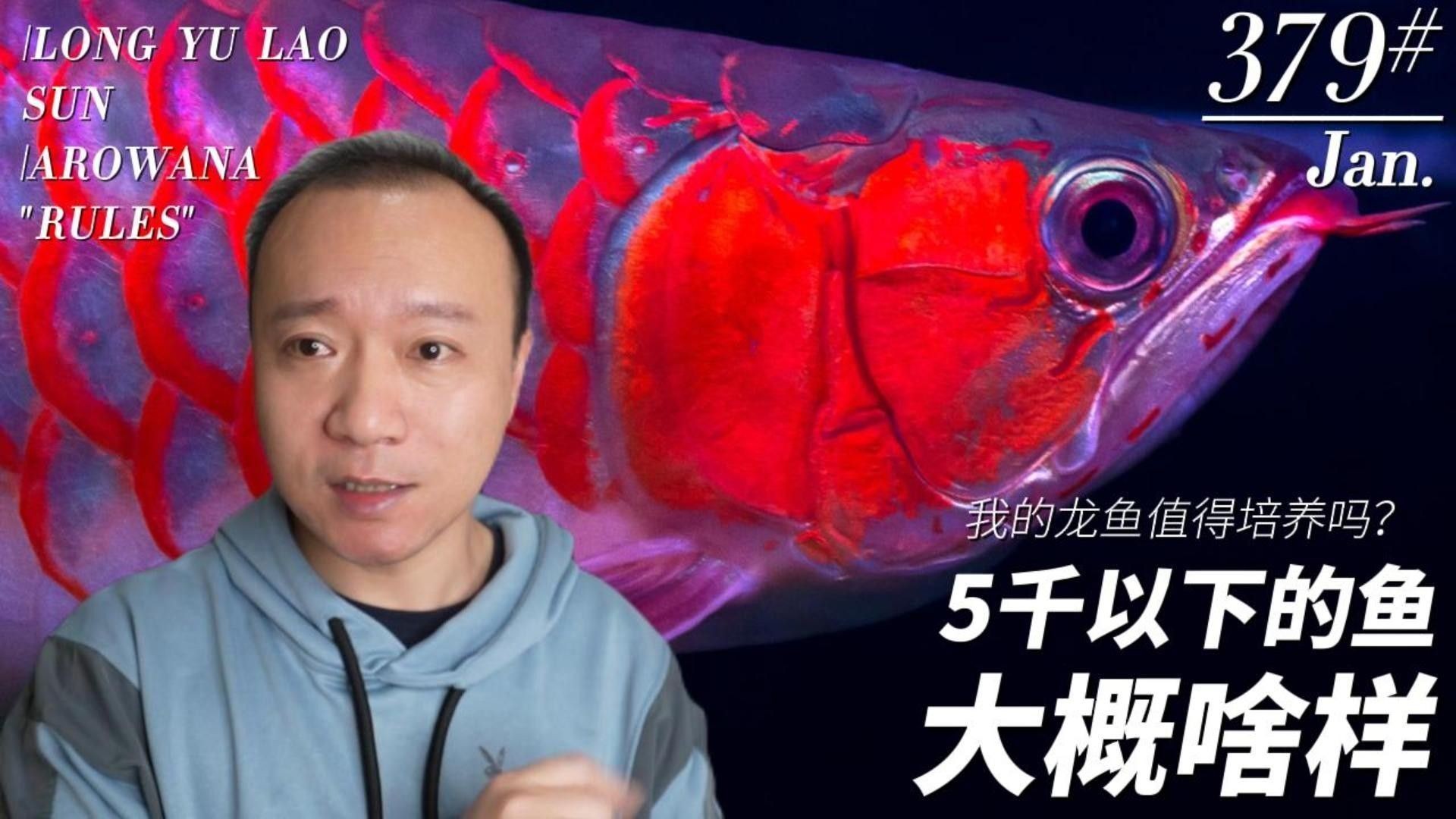 紅龍魚鱗片發黑如何預防？