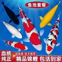 哪里可以找到更多白金龍魚圖片（如何判斷白金龍魚圖片的真實性，白金龍魚圖片建議）