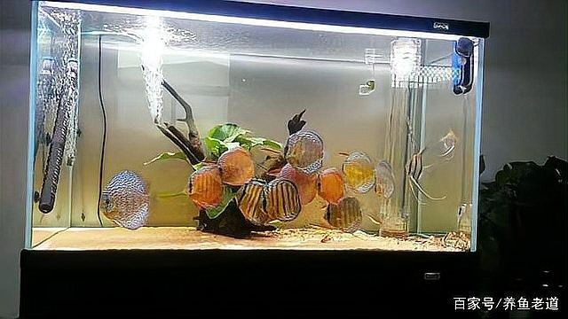 檢疫期間需要喂食嗎？