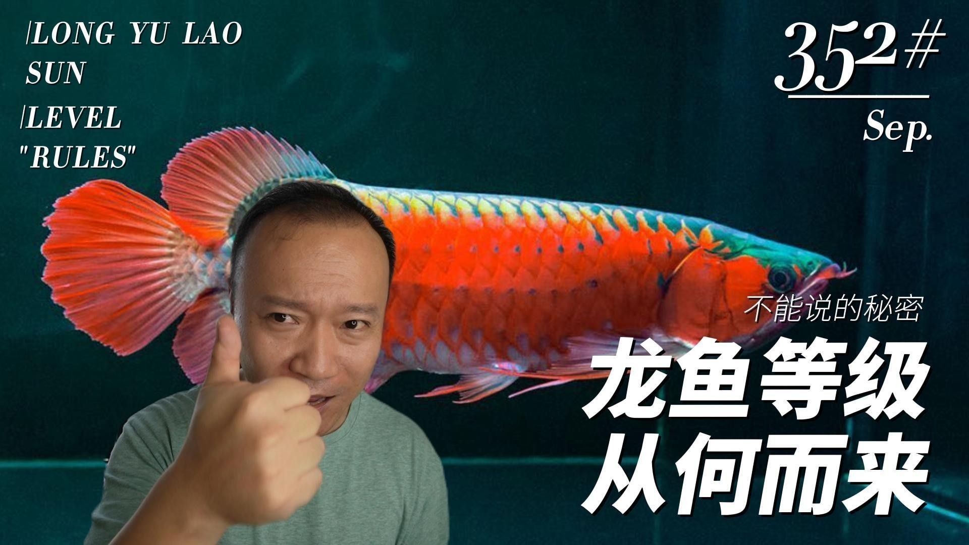 如何區(qū)分不同級別的龍魚？