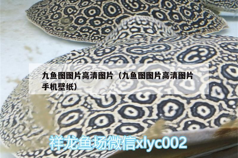 九魚(yú)圖圖片高清圖片（九魚(yú)圖圖片高清圖片手機(jī)壁紙）
