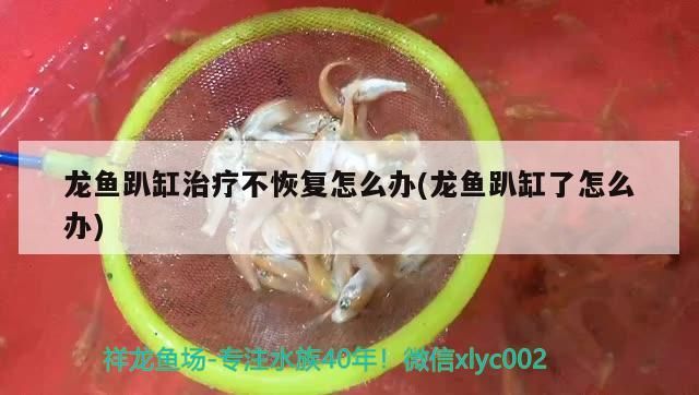 龍魚趴缸治療不恢復怎么辦(龍魚趴缸了怎么辦) 龍魚趴缸治療不恢復怎么辦(龍魚趴缸了怎么辦) 觀賞魚百科