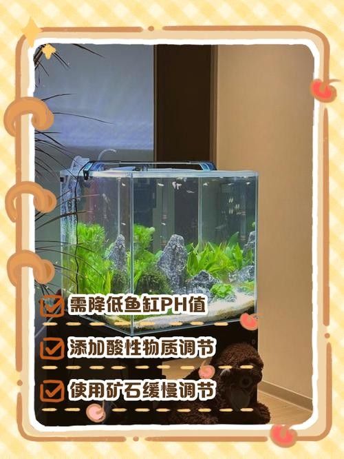 如何穩定紅龍魚缸中的pH值 如何穩定紅龍魚缸中的pH值 龍魚百科 第4張