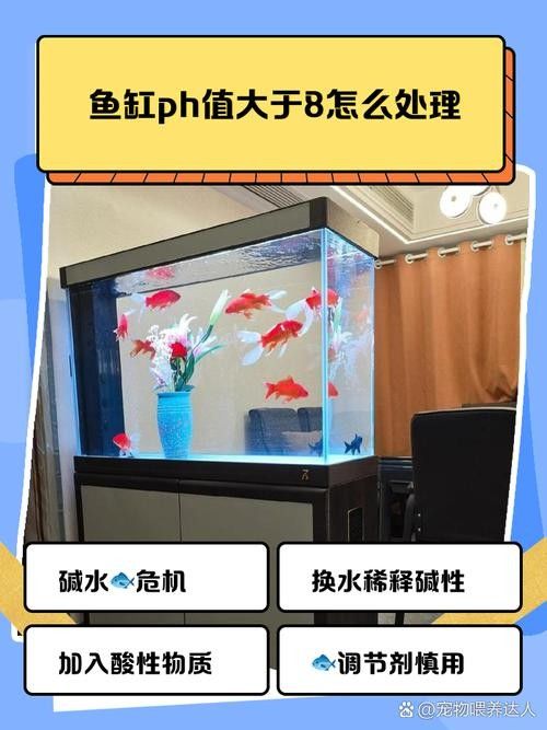 如何穩定紅龍魚缸中的pH值 如何穩定紅龍魚缸中的pH值 龍魚百科 第2張