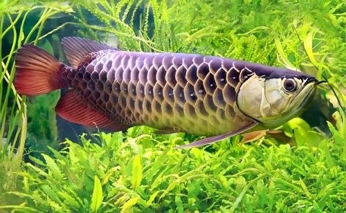 如何保持金頭金龍魚的水溫穩定