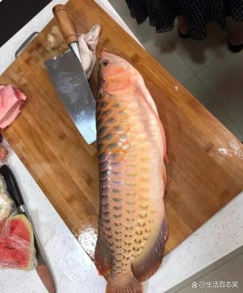 金龍魚(yú)在游戲中如何釣取？