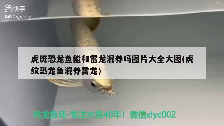 虎斑恐龍魚能和雷龍混養嗎圖片大全大圖(虎紋恐龍魚混養雷龍) 虎斑恐龍魚能和雷龍混養嗎圖片大全大圖(虎紋恐龍魚混養雷龍) 觀賞魚百科