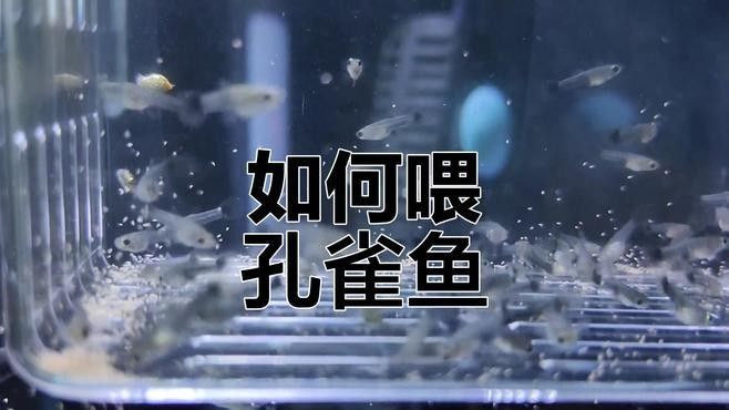 如何判斷孔雀龍魚是否吃飽？（判斷孔雀龍魚是否吃飽通常涉及以下幾個方面） 如何判斷孔雀龍魚是否吃飽？（判斷孔雀龍魚是否吃飽通常涉及以下幾個方面） 龍魚百科 第3張