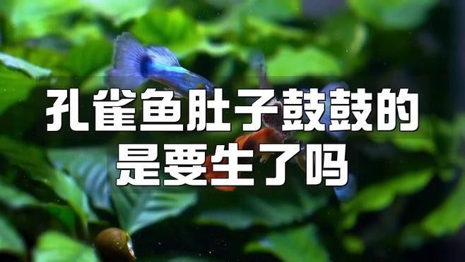 如何判斷孔雀龍魚是否吃飽？（判斷孔雀龍魚是否吃飽通常涉及以下幾個方面） 如何判斷孔雀龍魚是否吃飽？（判斷孔雀龍魚是否吃飽通常涉及以下幾個方面） 龍魚百科 第2張