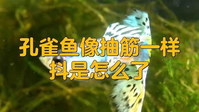 如何判斷孔雀龍魚是否吃飽？（判斷孔雀龍魚是否吃飽通常涉及以下幾個方面） 如何判斷孔雀龍魚是否吃飽？（判斷孔雀龍魚是否吃飽通常涉及以下幾個方面） 龍魚百科 第5張