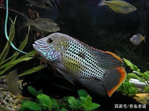 紅龍魚繁殖后如何處理魚卵