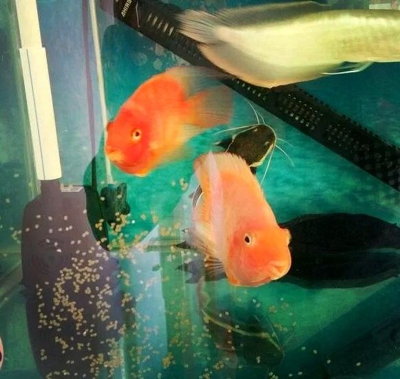 紅龍魚繁殖后如何處理魚卵