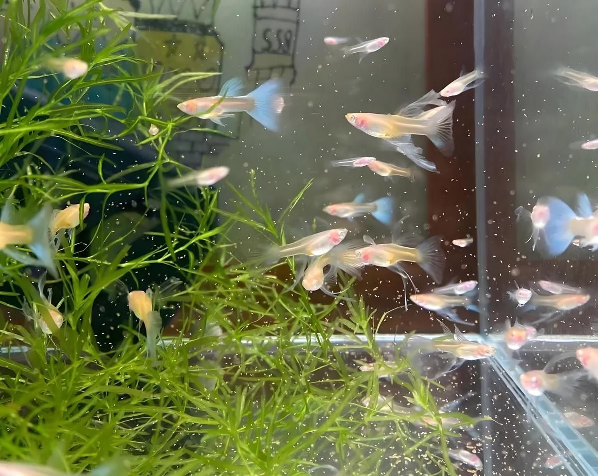繁殖期間需要多久換一次水（孔雀魚繁殖季節如夢一場孔雀魚繁殖季節如夢一場） 繁殖期間需要多久換一次水（孔雀魚繁殖季節如夢一場孔雀魚繁殖季節如夢一場） 龍魚百科 第7張