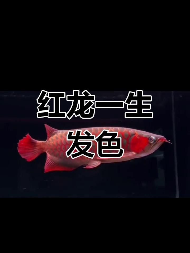紅龍魚2024年幾月變色 紅龍魚2024年幾月變色 觀賞魚百科 第8張