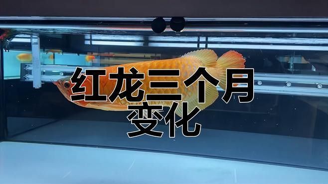 紅龍魚2024年幾月變色 紅龍魚2024年幾月變色 觀賞魚百科 第10張