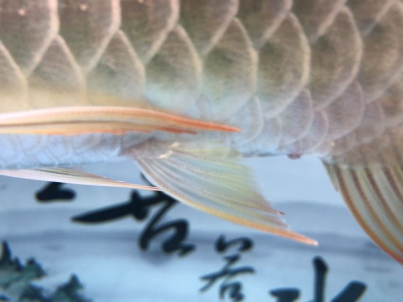 駐馬店水族館:龍魚脫肛