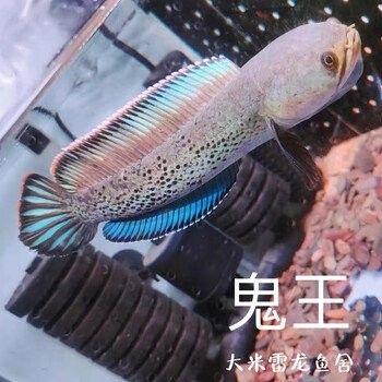 京東上哪些店鋪賣雷龍魚好