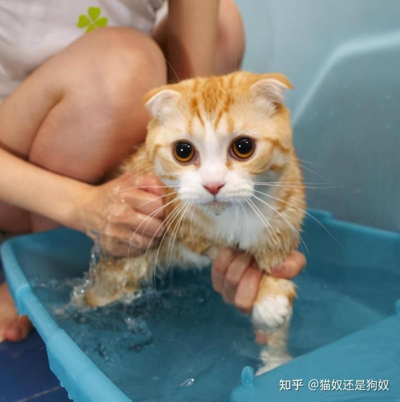 貓多久洗一次澡合適