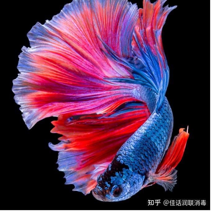 龍魚眼睛白膜破洞后還能恢復視力嗎 龍魚眼睛白膜破洞后還能恢復視力嗎 龍魚百科 第9張