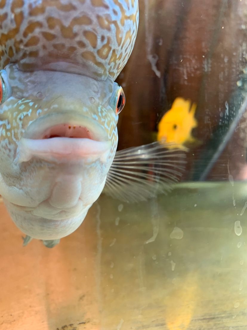中衛水族館羅漢魚鰭上有白的東西是什么如何治療