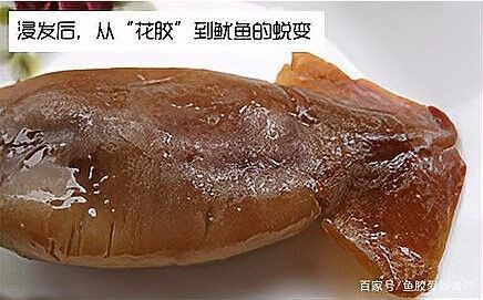 如何辨別真假小金龍魚膠