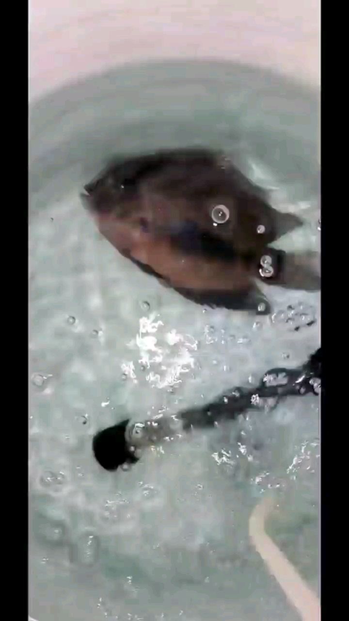 阿勒泰水族館黑云的治傷之路（阿勒泰水族館黑云治傷之路，網(wǎng)上買的魚回來以后有點蔫） 阿勒泰水族館黑云的治傷之路（阿勒泰水族館黑云治傷之路，網(wǎng)上買的魚回來以后有點蔫） 觀賞魚百科 第1張