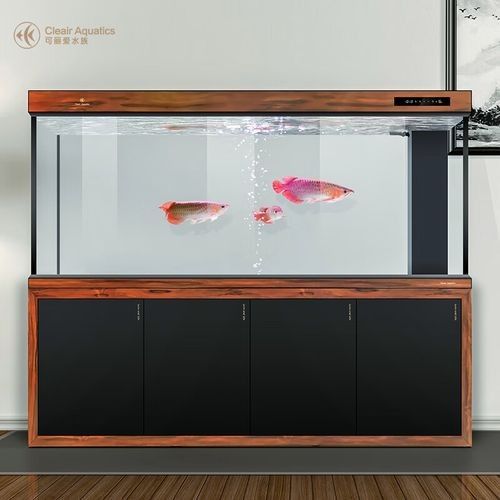 藍底魚缸適合多大的金龍魚？