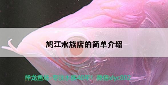 羅漢魚 鳩江水族店的簡單介紹 觀賞魚百科 鳩江水族店的簡單介紹 鳩江水族店的簡單介紹 觀賞魚百科