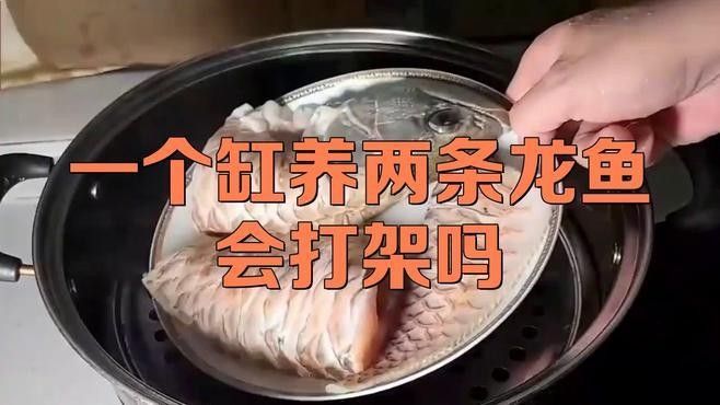 龍魚打架會持續多久？（混養龍魚的注意事項）