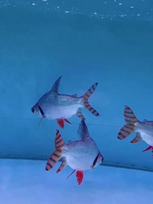 哪種飛鳳魚最好