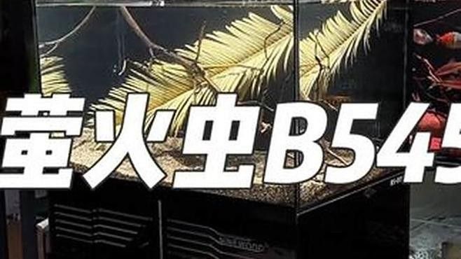 如何通過線上平臺找到龍魚交流群
