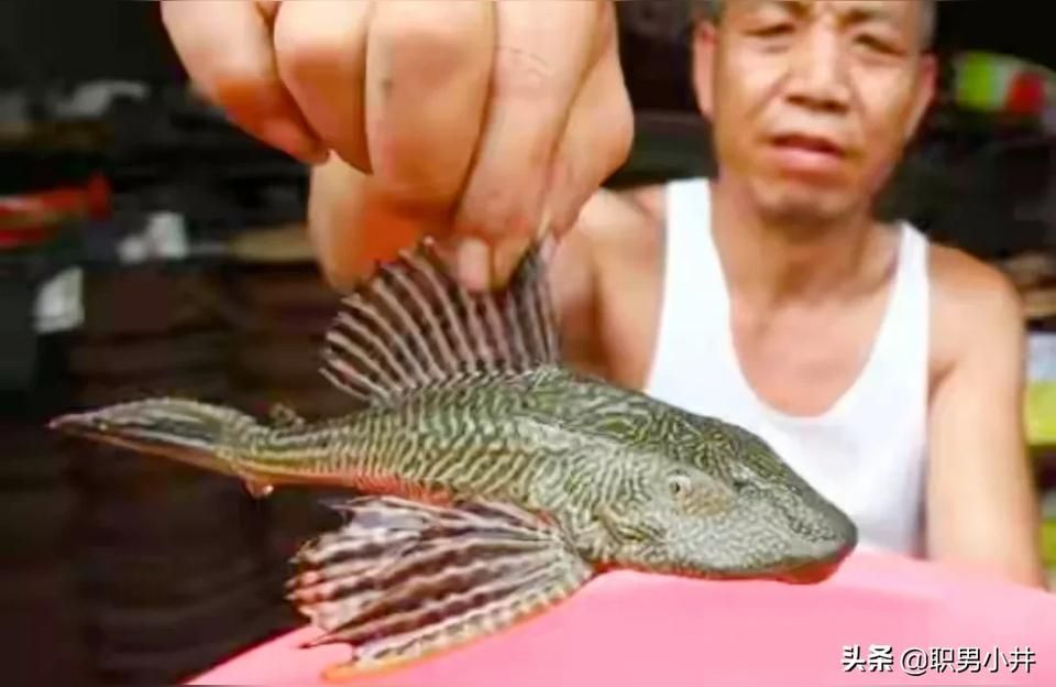 汕頭觀賞魚(yú)