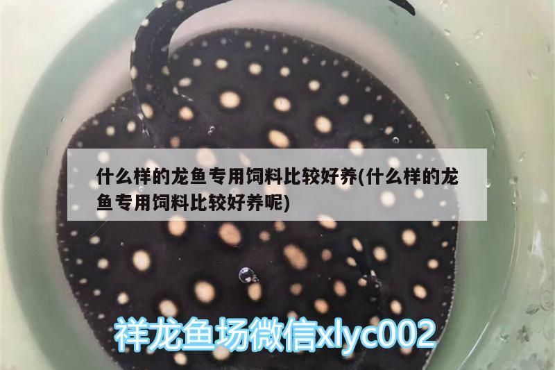 什么樣的龍魚專用飼料比較好養(什么樣的龍魚專用飼料比較好養呢)