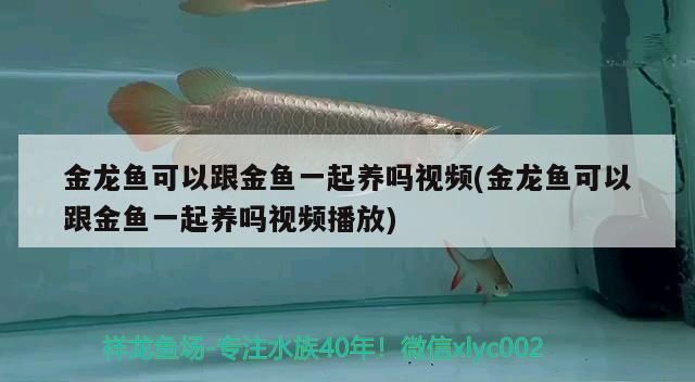 金龍魚可以跟金魚一起養嗎視頻(金龍魚可以跟金魚一起養嗎視頻播放)