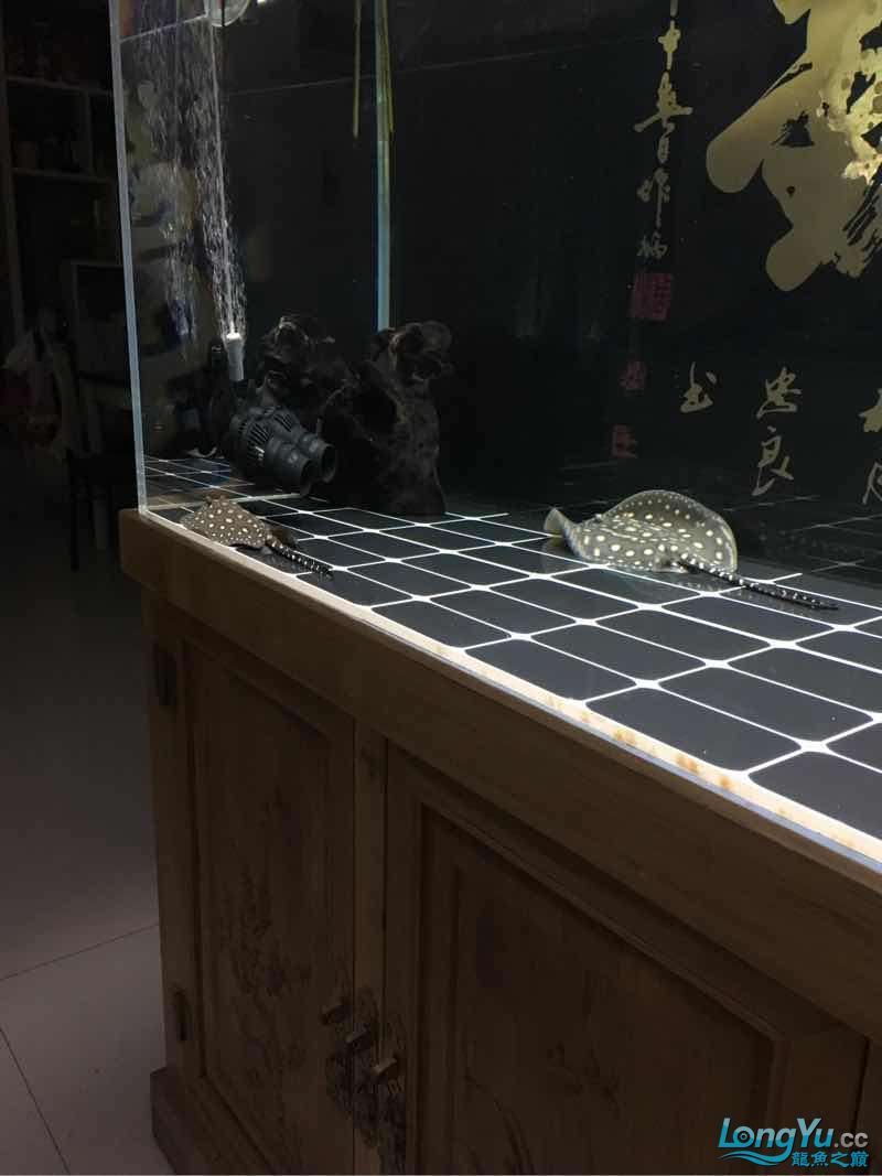 今天給小魟?wù)伊藗€媳婦