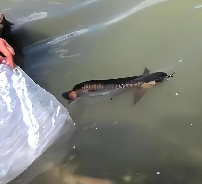 龍魚(yú)放生后如何確保其生存