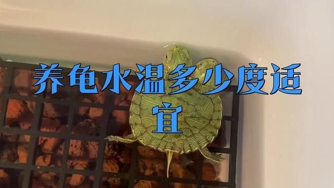 龍魚和烏龜混養需要哪些特殊設備（揭秘混養背后的3大風險與5個關鍵技巧） 龍魚和烏龜混養需要哪些特殊設備（揭秘混養背后的3大風險與5個關鍵技巧） 龍魚百科 第1張