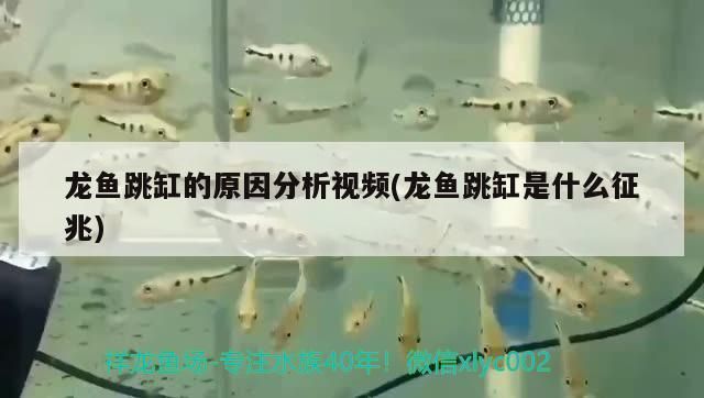 龍魚跳缸的原因分析視頻(龍魚跳缸是什么征兆) 龍魚跳缸的原因分析視頻(龍魚跳缸是什么征兆) 觀賞魚百科