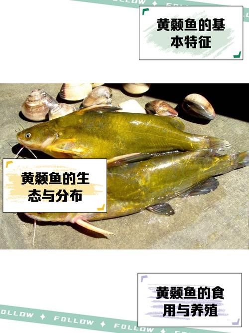 如何評估黃公龍魚的品相？