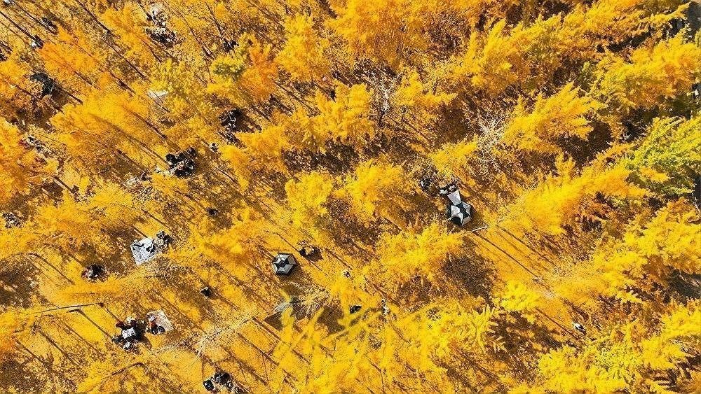 濟南黃河岸畔現“金色巨龍”（濟南黃河岸畔現“金色巨龍”奇觀）