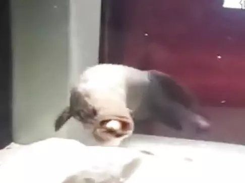 龍魚之巔論壇有哪些熱門的視頻
