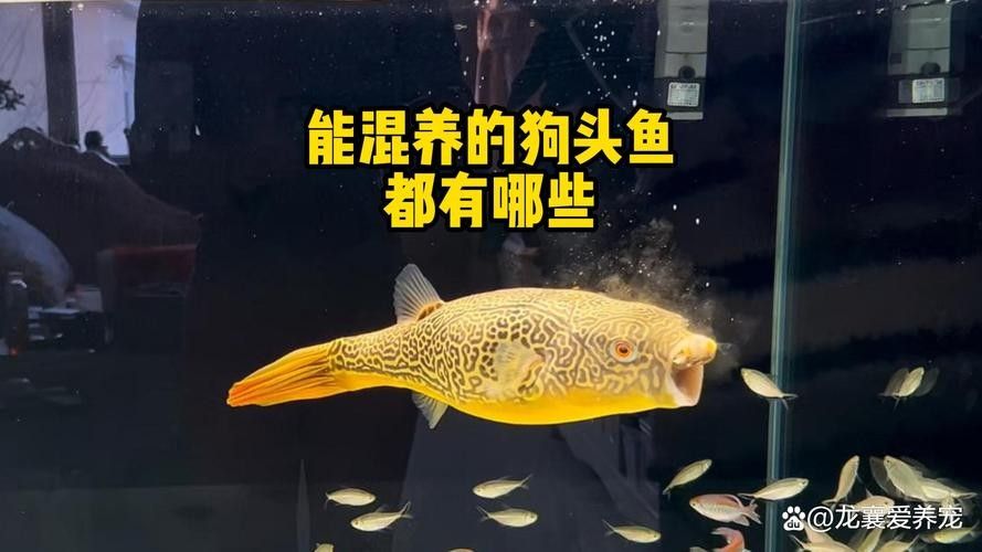 給我一些麒麟狗頭和龍魚混養的圖片（狗頭和龍魚混養是一種流行的水族箱養殖方式）