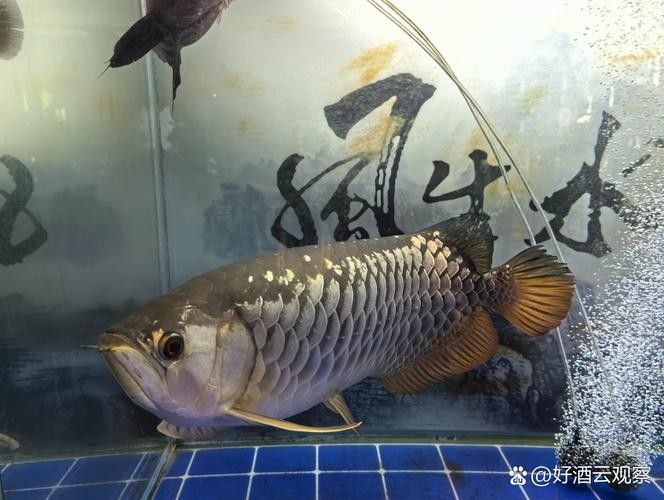 給我一些麒麟狗頭和龍魚混養的圖片（狗頭和龍魚混養是一種流行的水族箱養殖方式）