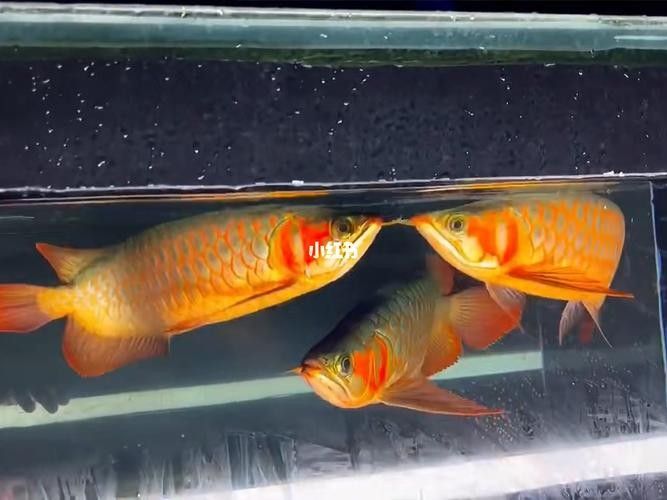 給我一些麒麟狗頭和龍魚混養的圖片（狗頭和龍魚混養是一種流行的水族箱養殖方式）