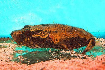 給我一些麒麟狗頭和龍魚混養的圖片（狗頭和龍魚混養是一種流行的水族箱養殖方式）