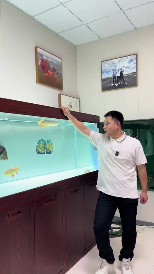 給我一些麒麟狗頭和龍魚混養的圖片（狗頭和龍魚混養是一種流行的水族箱養殖方式）