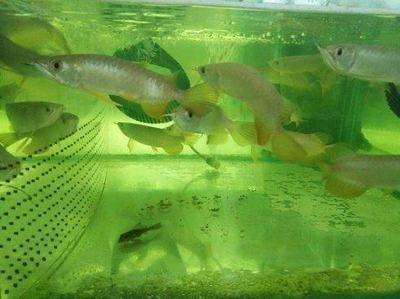 龍魚繁殖期如何控制水溫波動，龍魚繁殖期對水溫波動非常敏感，龍魚繁殖期飼料選擇指南