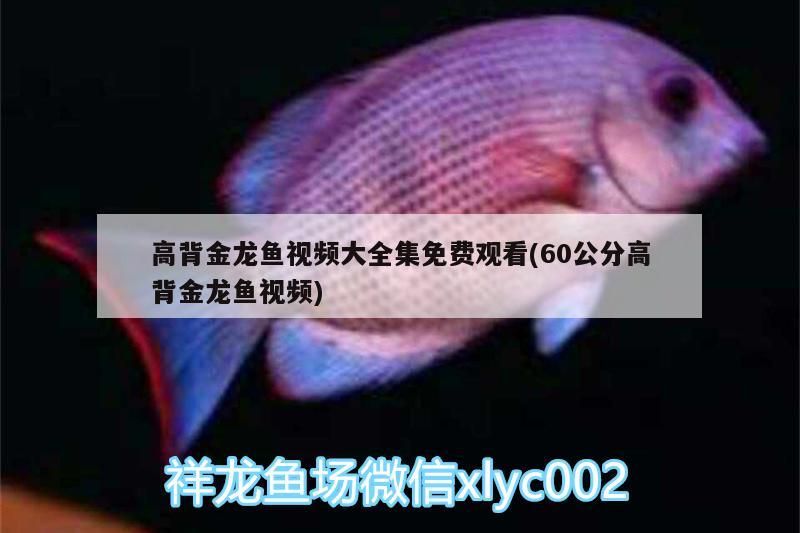 高背金龍魚視頻大全集免費觀看(60公分高背金龍魚視頻)