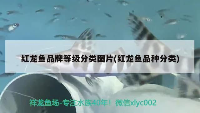 紅龍魚品牌等級分類圖片(紅龍魚品種分類)